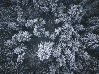 An Aerial View of Snowcovered Pinetrees in Winter
