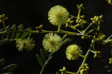 Wattle