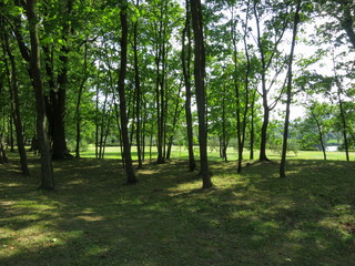 Obraz premium Forest landscape and lawn