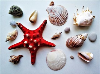 A Set with a red starfish, shells and stones