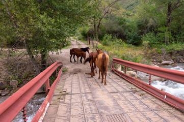 a herd of horses on a bridge by the river