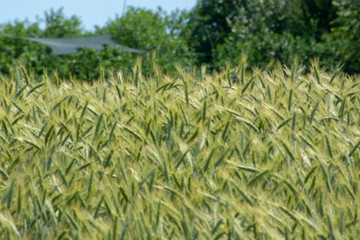immature wheat ears, green wheat fields