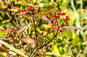 Close up of a red currants bush in the dunes near Rockanje, The Netherlands on the island of Voorne
