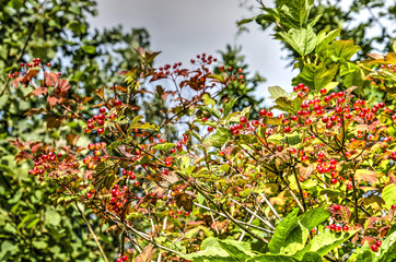 Shrub with red currants found in the dunes on the island of Voorne near Rockanje, The Netherlands