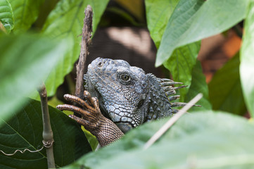 Iguana, Iguanidae / Iguana in green leaves roof, South America, Ecuador.