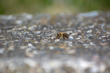 Close-up of Honeybee perched on Concrete wall