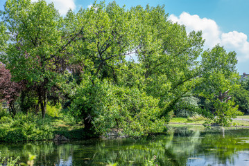 Fototapeta na wymiar Trees reflecting in a park in London in Summer - 1