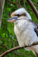 Close up of an Australian laughing Kookaburra bird (latin: Dacelo novaeguineae) of the Alcedinidae family in Sydney sitting on a branch of a tree outdoors in nature with green leafes in the background