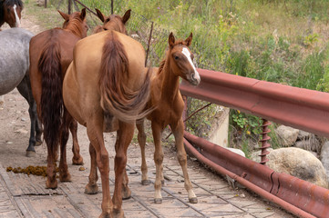 a herd of horses on a bridge by the river