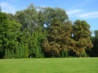 Summer landscape with large trees and lawn