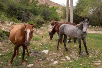 Naklejka na ściany i meble a herd of horses in nature