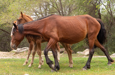 Fototapeta premium a herd of horses in nature