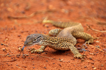 Naklejka na ściany i meble A big dragon or lizard or goanna with a black splitted tongue walking and moving in the Australian wilderness of the red desert, taking a sunbath or looking for food