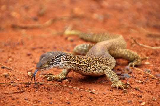 A big dragon or lizard or goanna  with a black splitted tongue walking and moving in the Australian wilderness of the red desert, taking a sunbath or looking for food