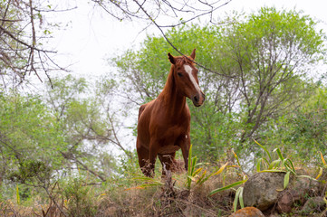 horses in nature
