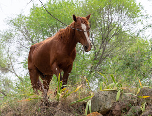 Obraz premium horses in nature