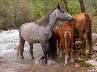 a herd of horses in nature