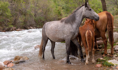 a herd of horses in nature