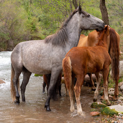 Obraz na płótnie Canvas a herd of horses in nature