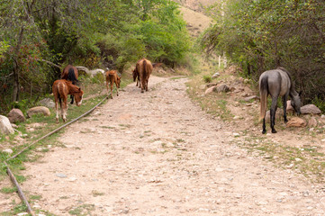 a herd of horses in nature