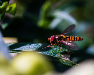 hover fly