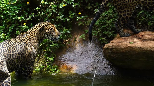 Two jaguar playing and swimming in pond