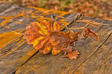 Holding a yellow leaf on the table