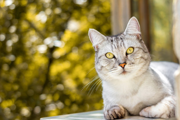 Gray striped cat lying portrait on autumn yellow blurred background