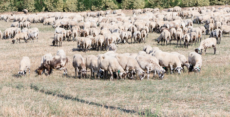 Obraz premium Flock of sheep
