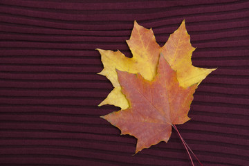 Two maple leaves on a burgundy knitted background. Autumn concept