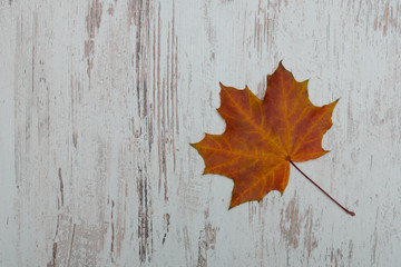 Naklejka na ściany i meble Maple leaf on a wooden background. Autumn concept