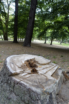 arbol talado