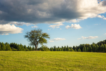 Tree on the meadow in Roztoczanski National Park, Lubelskie, Poland