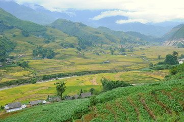 Obraz premium Landscape of golden rice terraced field in harvest season at Sapa in vietnam