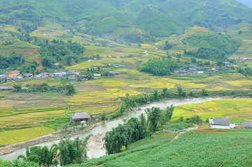 Landscape of golden rice terraced field in harvest season at Sapa in vietnam