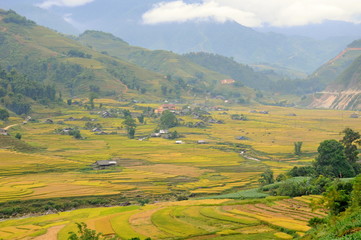 Landscape of golden rice terraced field in harvest season at Sapa in vietnam