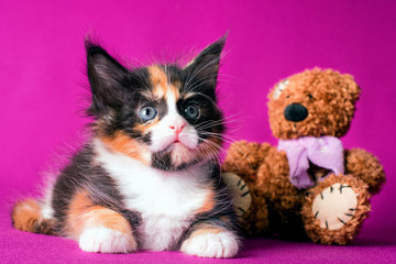 Fototapeta na wymiar Nice pretty maine coon kitten with bear toy on pink background in studio. Wallpaper.