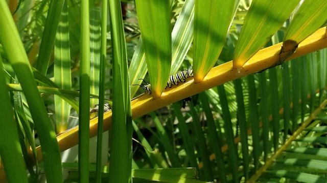Larva de borboleta
