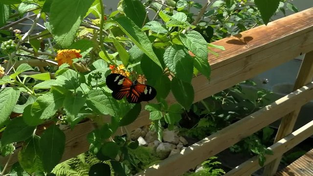 A beleza das cores e padr&atilde;o de uma borboleta