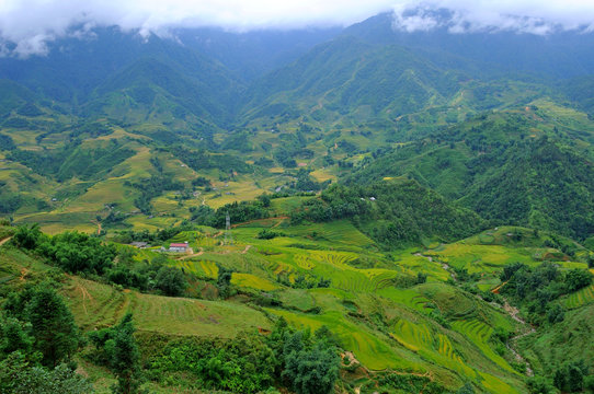 Landscape of golden rice terraced field in harvest season at Sapa in vietnam