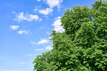 Kastanienbaum vor Himmel im Sommer