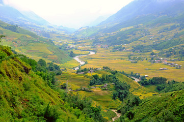 Fototapeta premium Landscape of golden rice terraced field in harvest season at Sapa in vietnam