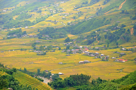 Landscape of golden rice terraced field in harvest season at Sapa in vietnam