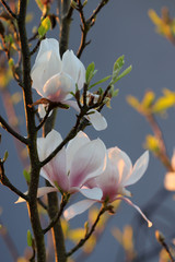 Magnolienblüte