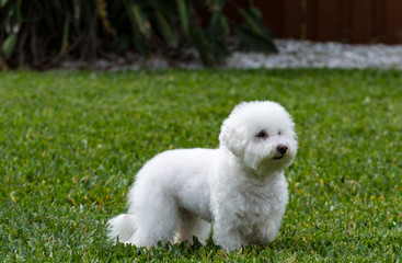Small White Dog in the Grass
