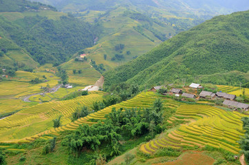 Landscape of golden rice terraced field in harvest season at Sapa in vietnam