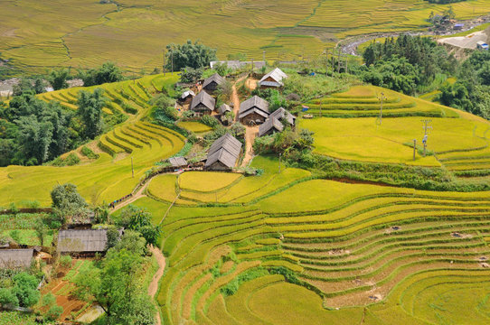 Landscape of golden rice terraced field in harvest season at Sapa in vietnam