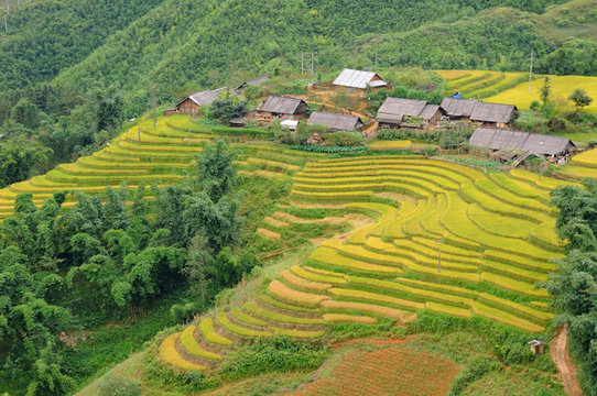 Landscape of golden rice terraced field in harvest season at Sapa in vietnam