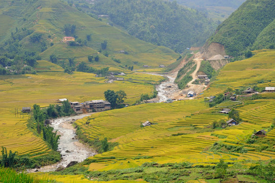 Landscape of golden rice terraced field in harvest season at Sapa in vietnam