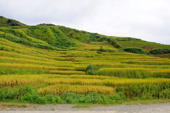 Landscape of golden rice terraced field in harvest season at Sapa in vietnam